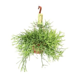 Rhipsalis Heteroclada - Ø17 ↕35