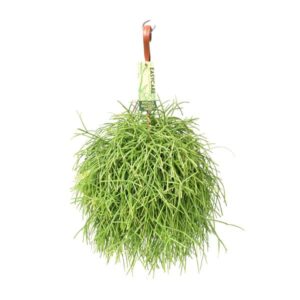 Rhipsalis Baccifera Oasis - Ø17 ↕35