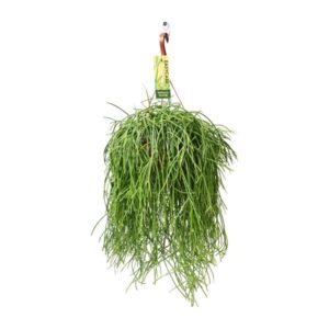 Rhipsalis Baccifera Shaferi - Ø21 ↕60