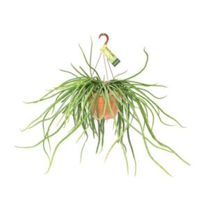 Rhipsalis Selenicereus Wercklei - Ø21cm - ↕50cm