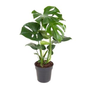 Monstera Deliciosa - Ø19cm - ↕70cm