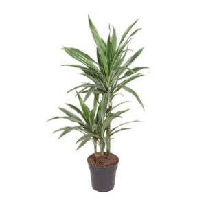Dracaena Warneckei - Ø19cm - ↕100cm