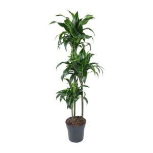 Dracaena Dorado - Ø24cm - ↕140cm