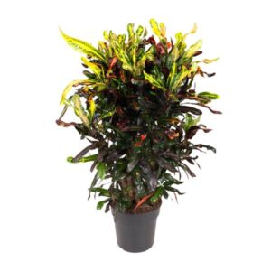 Codiaeum Variegatum Mammi - Ø27cm - ↕100cm
