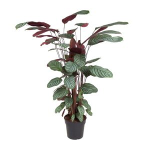 Calathea Oppenheimiana - Ø27cm - ↕140cm