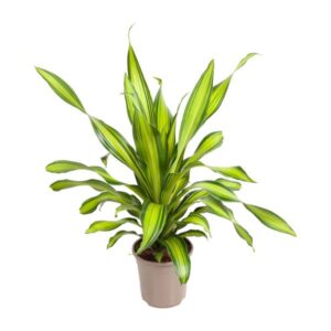 Dracaena Charley - Ø24cm - ↕90cm