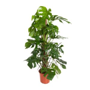 Monstera Deliciosa - Ø24cm - ↕120cm