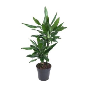 Dracaena Janet Lind - Ø19cm - ↕80cm