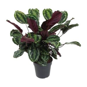 Calathea Medallion - Ø27cm - ↕80cm