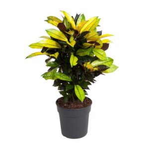 Codiaeum Variegatum Mrs Iceton - Ø21cm - ↕70cm