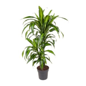 Dracaena Hawaiiana - Ø19cm - ↕90cm