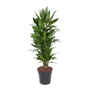 Dracaena Fragrans Janet Craig - Ø27cm - ↕110cm