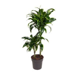 Dracaena Dorado - Ø19cm - ↕90cm