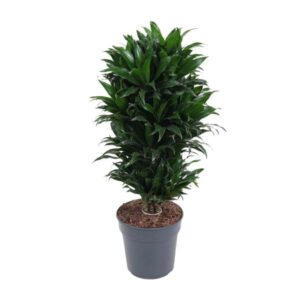 Dracaena Compacta - Ø24cm - ↕80cm