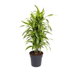 Dracaena Fragrans Deremensis Grp Lemon Lime - Ø27cm - ↕110cm