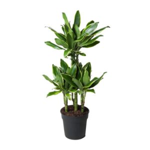Dracaena Gold Coast - Ø21cm - ↕90cm