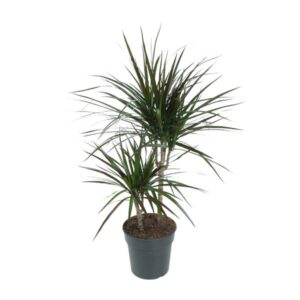 Dracaena Magenta - Ø19cm - ↕80cm