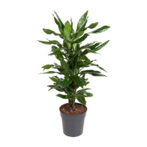 Dracaena Janet Lind - Ø21cm - ↕80cm