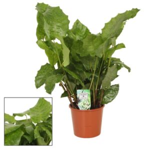 Calathea Network - Ø17 ↕55