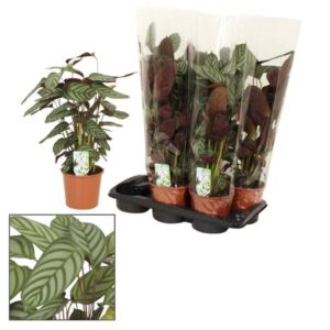Calathea Compactstar - Ø17 ↕65