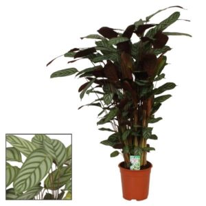 Calathea Compactstar - Ø21cm - ↕105cm