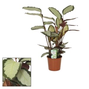 Calathea Picturata - Ø17cm - ↕65cm