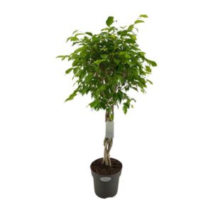 Ficus Benjamina Exotica gevlochten stam - Ø24cm - ↕100cm
