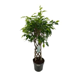 Ficus Benjamina Exotica mat - Ø24cm - ↕100cm
