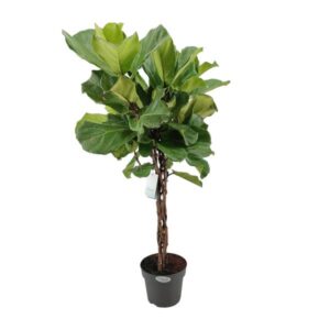 Ficus Lyrata gevlochten stam - Ø24cm - ↕100cm