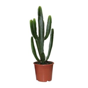 Euphorbia Triangularis - Ø17cm - ↕50cm