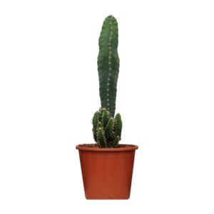 Cereus Peruvianus Florida - Ø17cm - ↕75cm