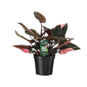 Philodendron Pink Princess - Ø19cm - ↕50cm