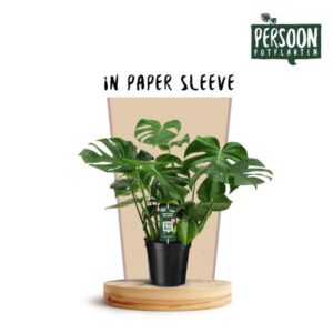 Monstera Deliciosa - Ø21cm - ↕75cm