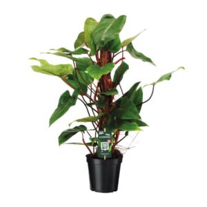 Philodendron Red Emerald - Ø19cm - ↕80cm
