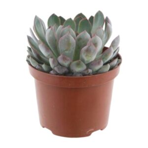 Echeveria Pelisuda - Ø17cm - ↕30cm