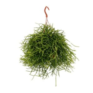 Rhipsalis Heteroclada - Ø17cm - ↕25cm