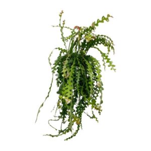 Ephiphyllum Anguliger - Ø21cm - ↕50cm