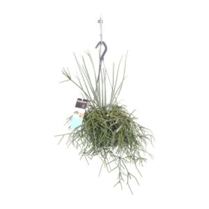 Rhipsalis Pilocarpa - Ø17cm - ↕30cm