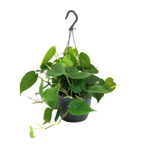 Philodendron Scandens - Ø15cm - ↕35cm