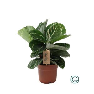 Calathea Julia - Ø17cm - ↕25cm