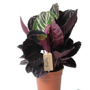 Calathea Dottie - Ø17cm - ↕25cm