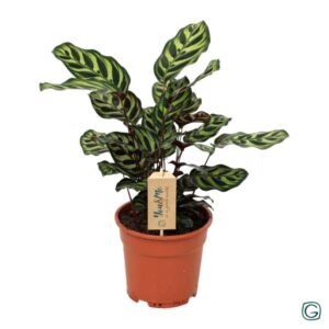 Calathea Makoyana - Ø17cm - ↕25cm