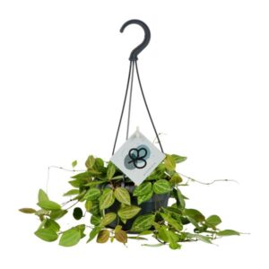 Dischidia Ovata - Ø14cm - ↕40cm