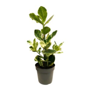 Clusia Rosea White Star - Ø17cm - ↕60cm