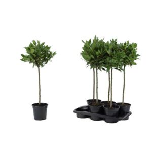 Laurus Nobilis - Ø17 ↕80