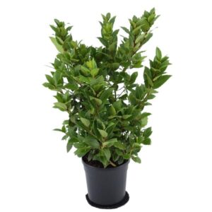 Laurus Nobilis - Ø20 ↕80