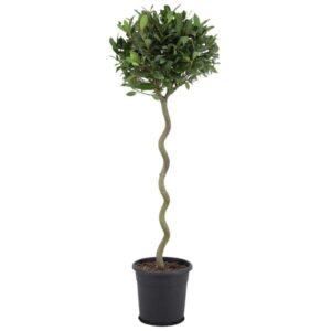 Laurus Nobilis - Ø25 ↕120