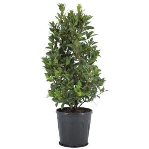 Laurus Nobilis - Ø25 ↕90