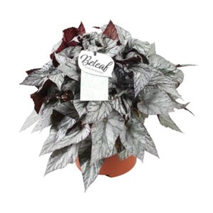 Begonia Beleaf Evening Glow - Ø17cm - ↕32cm