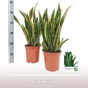 Sansevieria Laurentii - Ø17 ↕50